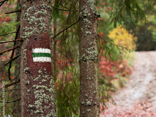 Fototapeta Naklejka Na Ścianę i Meble -  green trail marked on the tree