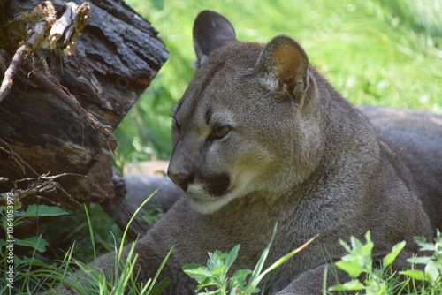 Porträt eines puma photo