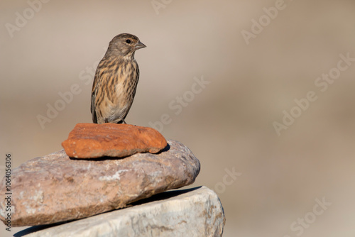 Φωτογραφία A female linnet perching on rough stone