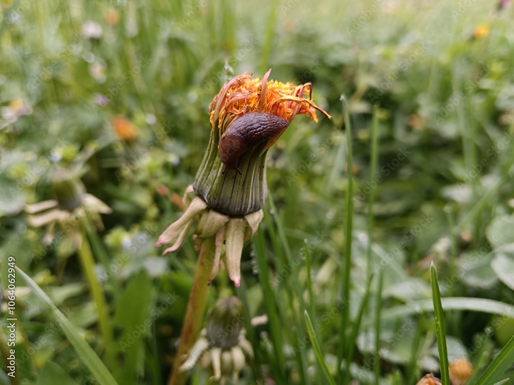 Fototapeta premium Snail on flower bud