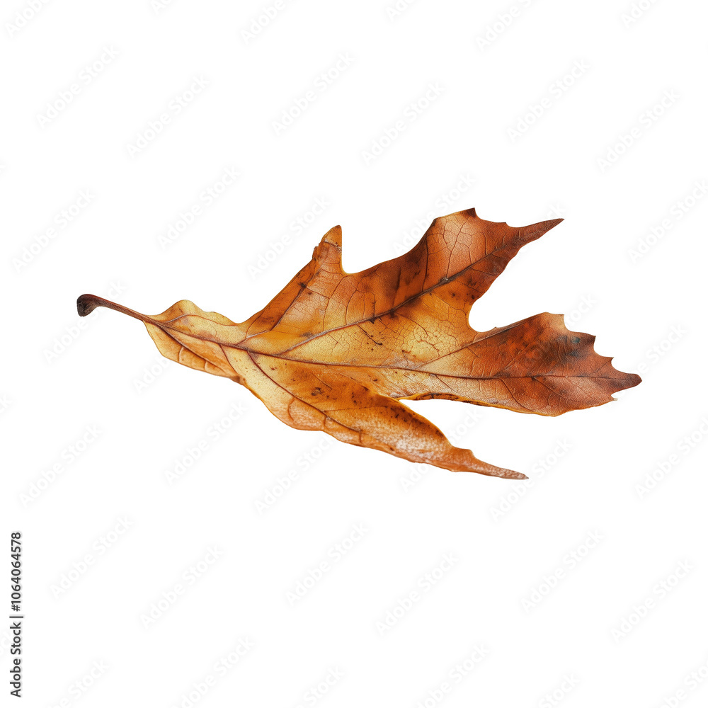 Naklejka premium Dried oak leaf close-up with detailed veins on white background.