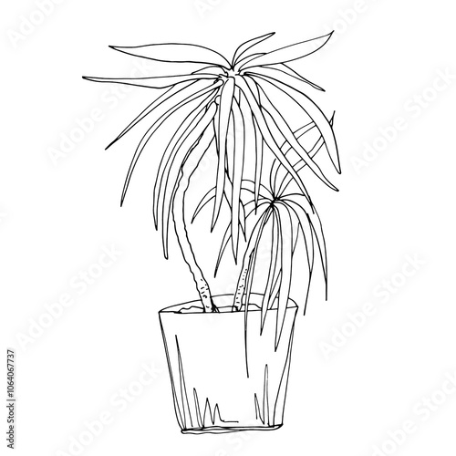 Home flowers in pot drawing with line-art on white backgrounds.
