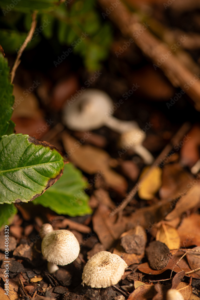 Mushrooms, small mushrooms growing in a flowerbed in the summer in Brazil, selective focus. Mushrooms, small mushrooms growing in a flowerbed in the summer in Brazil, selective focus.