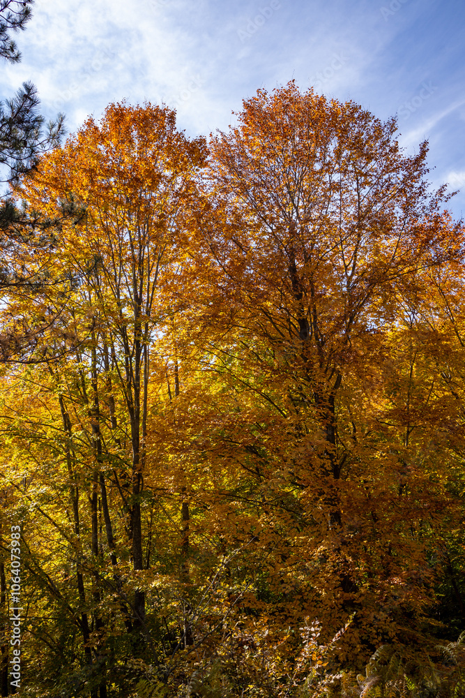 Autumn Forest Scenery with Warm Light Illumining the Gold Foliage. Yenice, Karabuk - Turkey Autumn Forest Scenery with Warm Light Illumining the Gold Foliage. Yenice, Karabuk - Turkey