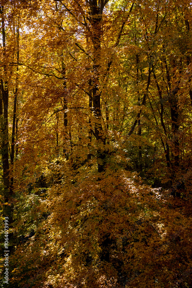 Autumn Forest Scenery with Warm Light Illumining the Gold Foliage. Yenice, Karabuk - Turkey Autumn Forest Scenery with Warm Light Illumining the Gold Foliage. Yenice, Karabuk - Turkey