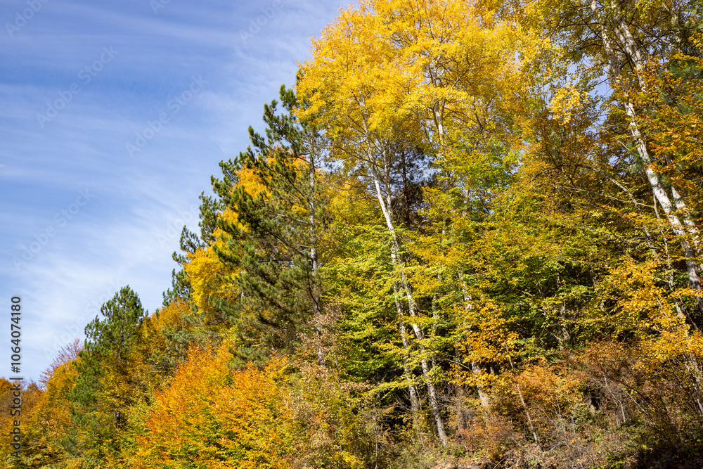 Autumn Forest Scenery with Warm Light Illumining the Gold Foliage. Yenice, Karabuk - Turkey Autumn Forest Scenery with Warm Light Illumining the Gold Foliage. Yenice, Karabuk - Turkey