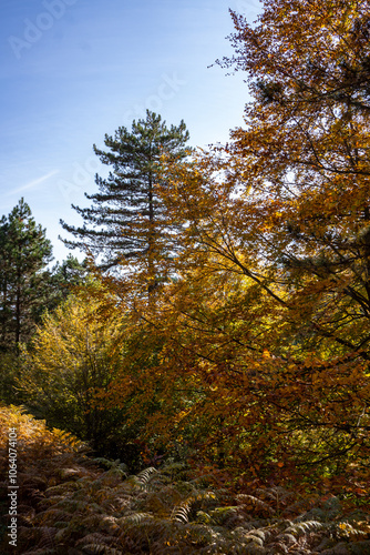 Autumn Forest Scenery with Warm Light Illumining the Gold Foliage. Yenice, Karabuk - Turkey