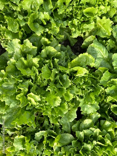 Curly endive, escarole lush greens  in autumn  garden  