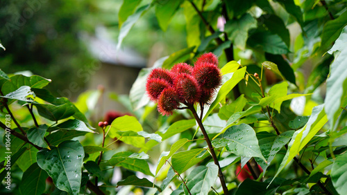 lipstick treee on zanzibar island