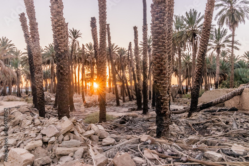 Fotografie Sunset in a date palm plantation in Tayma, Saudi Arabia