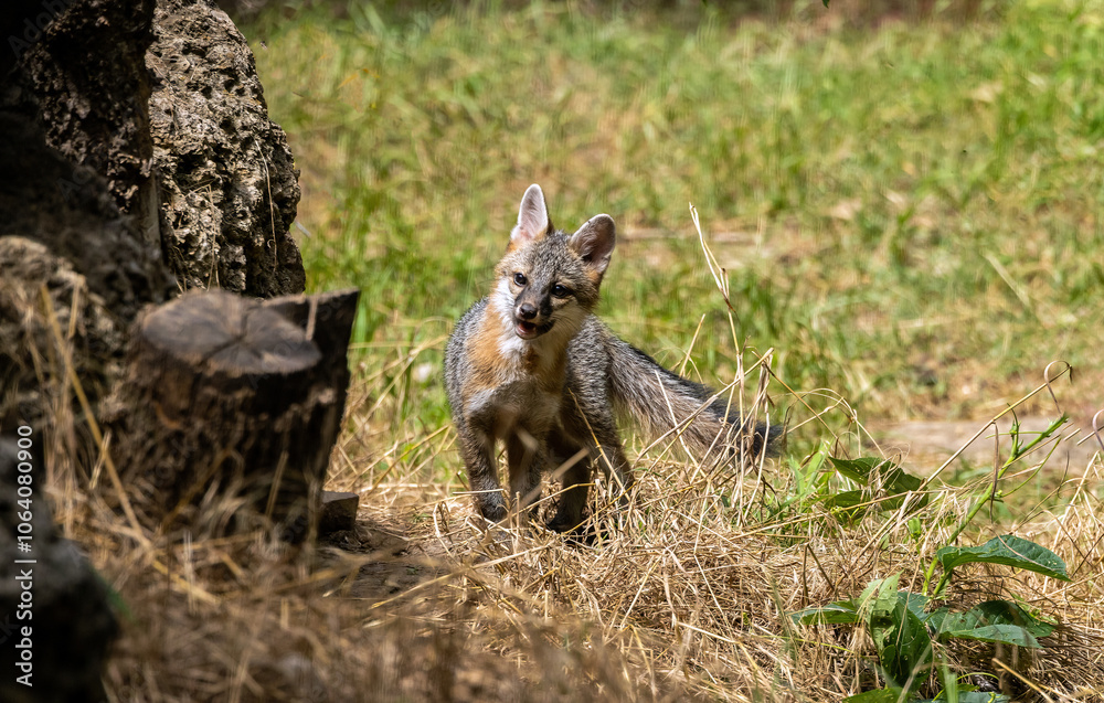 A young Gray Fox Kit curiously explores its new world. A young Gray Fox Kit curiously explores its new world.