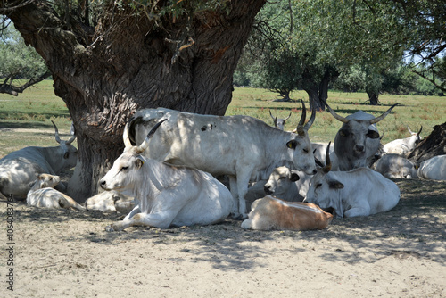 herd of Podolian beef photo