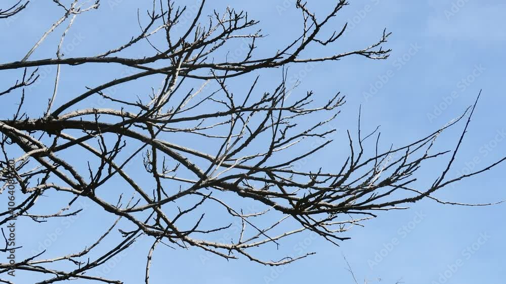 Dry trees on blue sky. Nature texture. Dry trees on blue sky. Nature texture.