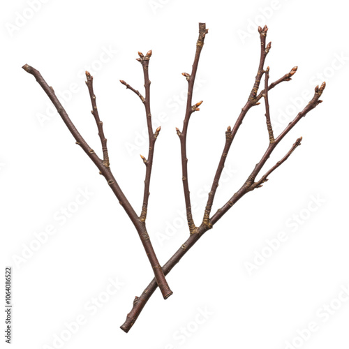 Close-up view of a branch with brown color, small buds, and pointed tips. Composed of smaller branches, contrasting with isolated transparent background, making it a focal point. Alpha mask. photo