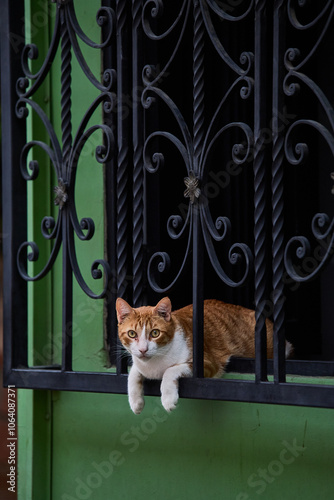 gato en la ventana