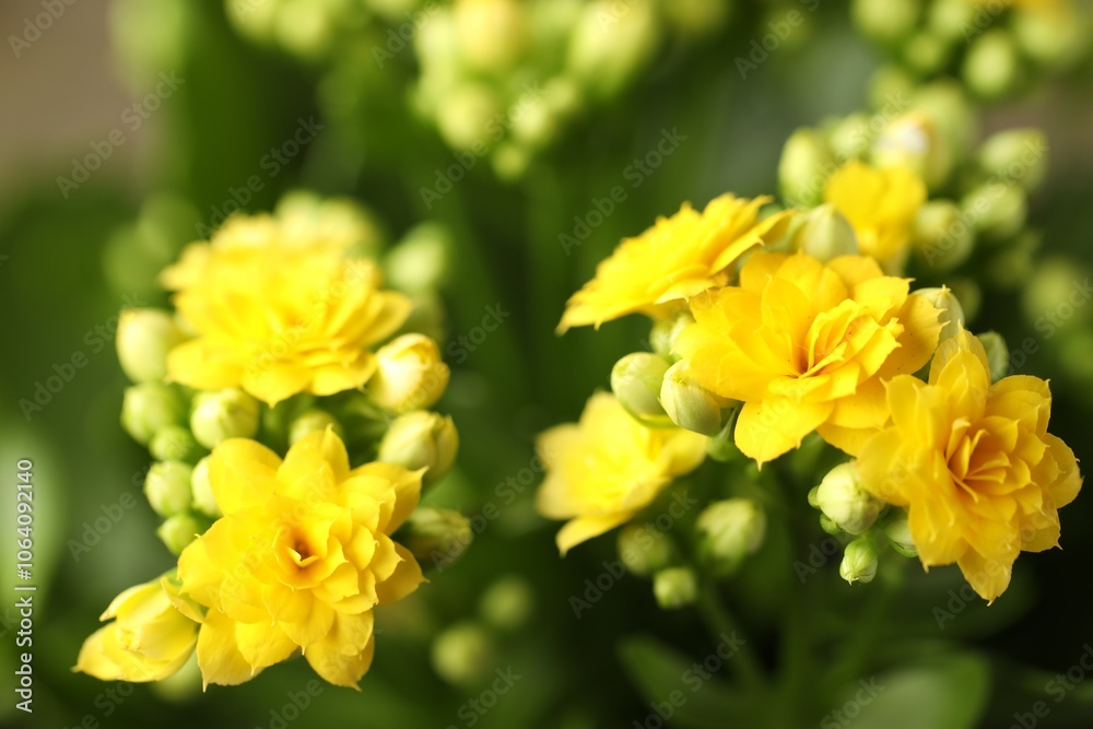 Beautiful yellow kalanchoe flowers as background, closeup Beautiful yellow kalanchoe flowers as background, closeup