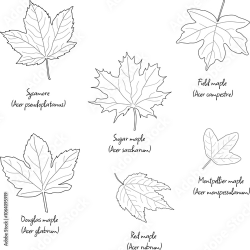 Maple leaves, various species with English and Latin names, floral leaf outlines  
