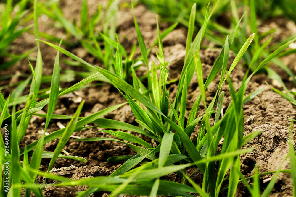Green sprouts winter on the ground. Rye sprouts close-up. Germination of sprouts. Green sprouts winter on the ground. Rye sprouts close-up. Germination of sprouts.