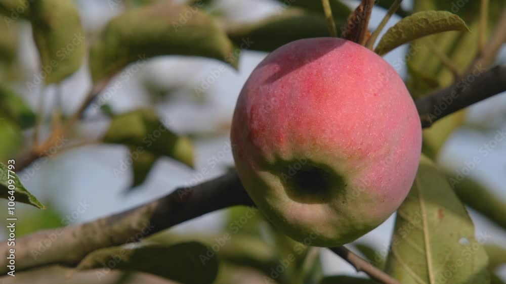 Ripe apples on tree in garden. Ripe apple on tree. Beautiful apple on tree. Growing apples in eco garden Ripe apples on tree in garden. Ripe apple on tree. Beautiful apple on tree. Growing apples in eco garden
