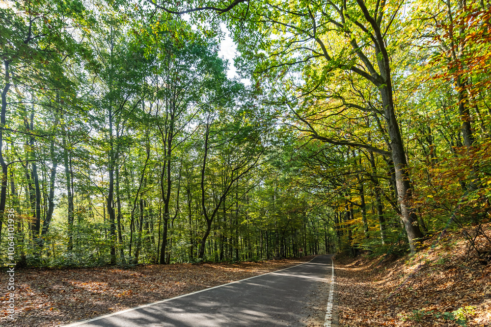 Asphalt road running through forest Asphalt road running through forest