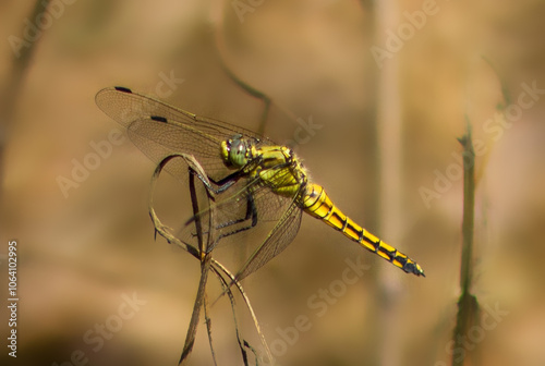 A yellow dragonfly sits on a dry blade of grass. The background is blurred. photo