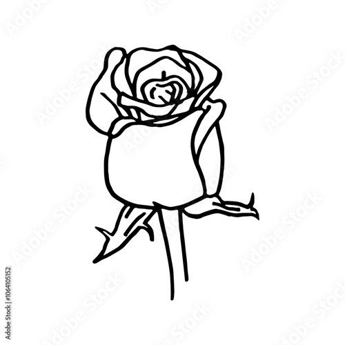 Rose fermée