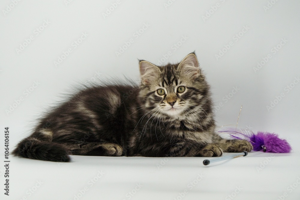 Obraz premium Siberian kitten on a colored background