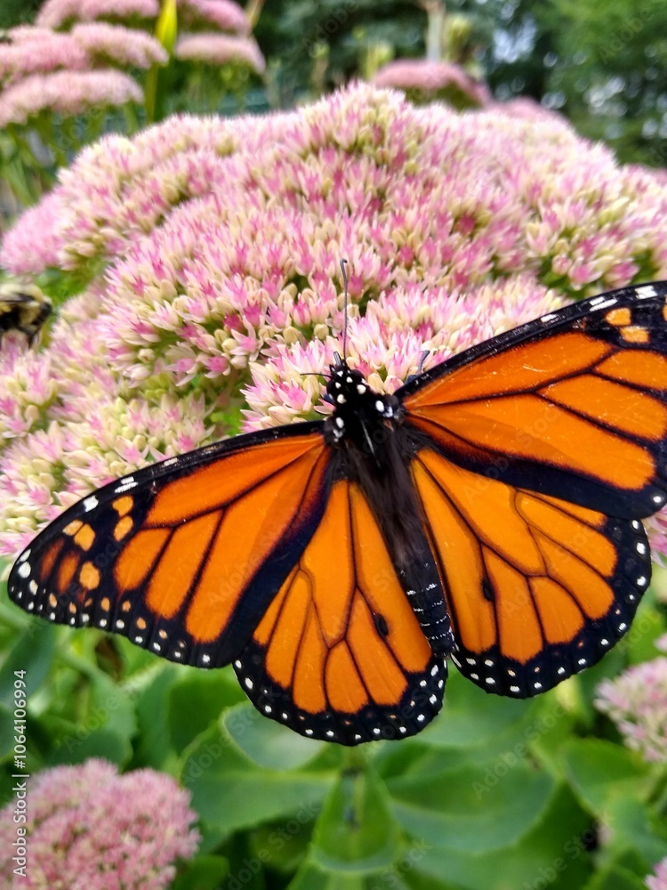 Fototapeta premium monarch butterfly on flower