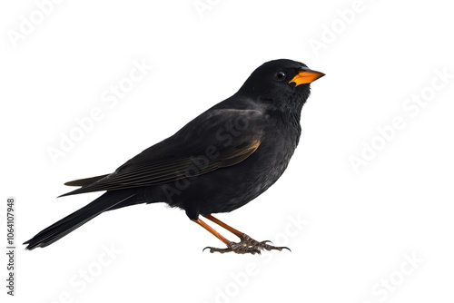 Black bird with yellow beak and feet stands on one leg on gray background. Wings spread, tail feathers folded. Gaze directed to left, body oriented to right. Bird beauty and watchfulness on display.