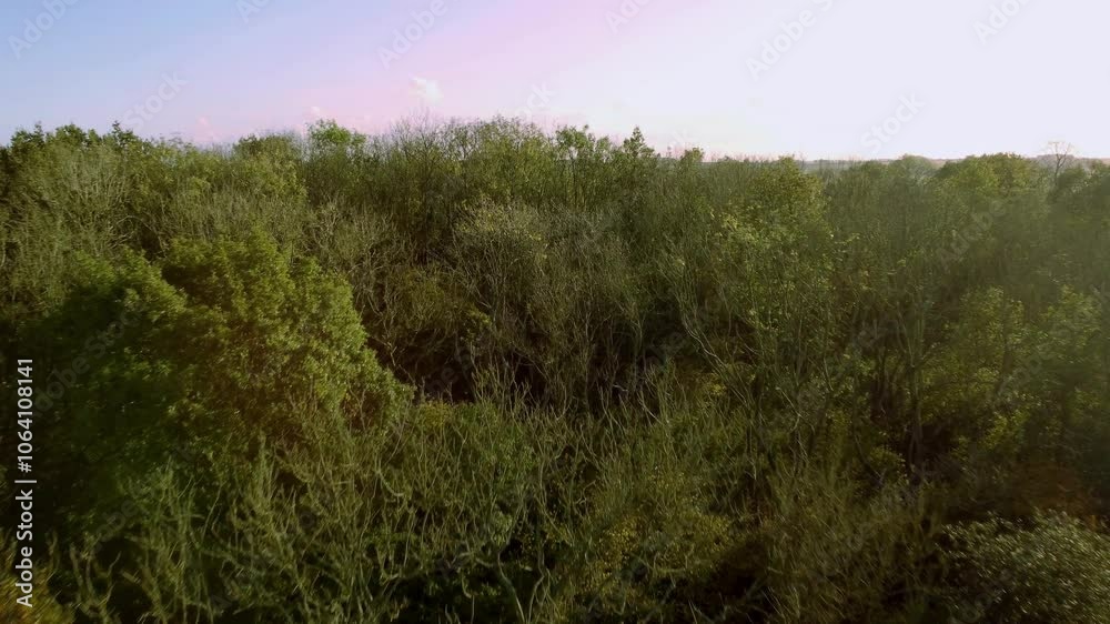 Beautiful forests woodland Aerial drone sunset in the woodland forest deciduous Alpine nature Beautiful forests woodland Aerial drone sunset in the woodland forest deciduous Alpine nature