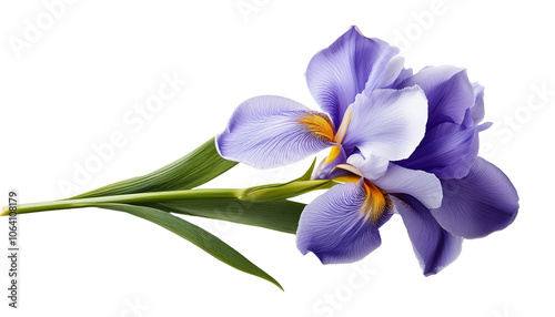 Realistic Iris with branch and leaves on white background