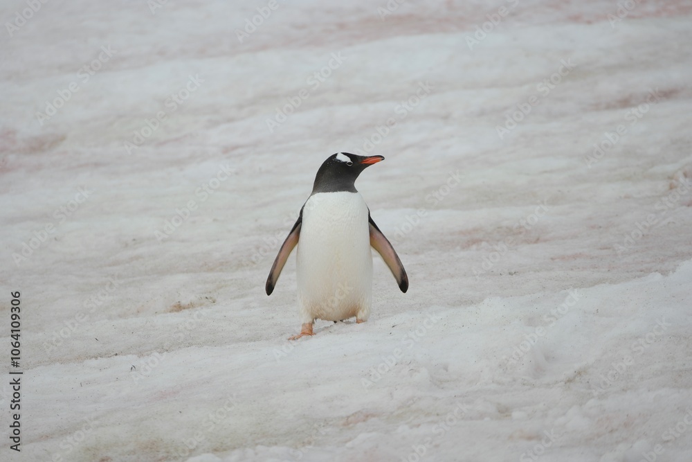 Fototapeta premium Gentoo Penguin on Snowy Terrain