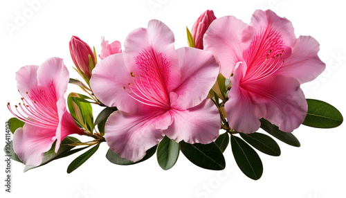 Realistic Azalea with branch and leaves on white background