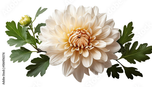 Realistic Chrysanthemum with branch and leaves on white background