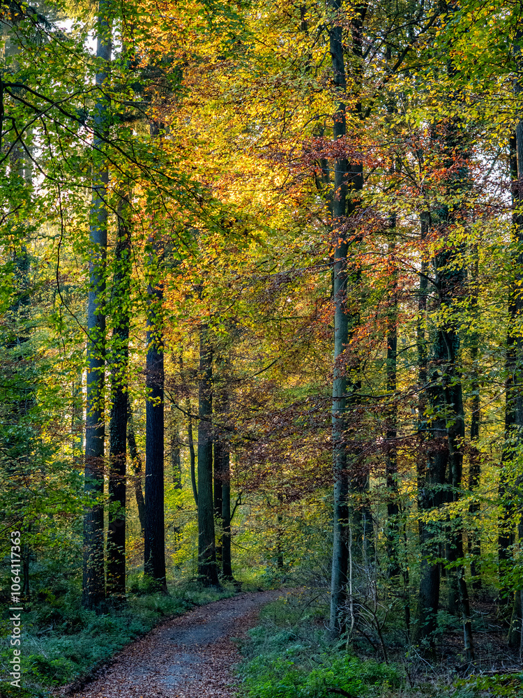 Waldweg durch den herbstlichen Wald Waldweg durch den herbstlichen Wald