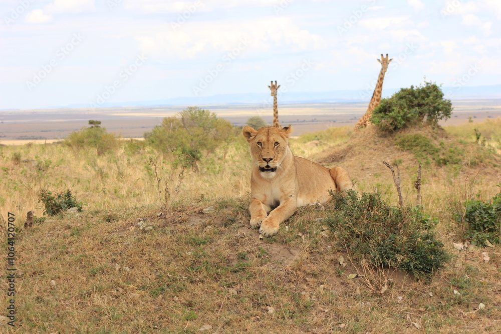 Fototapeta premium lion in the savannah