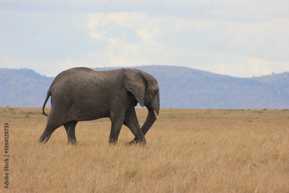 Fototapeta premium elephant in the savannah
