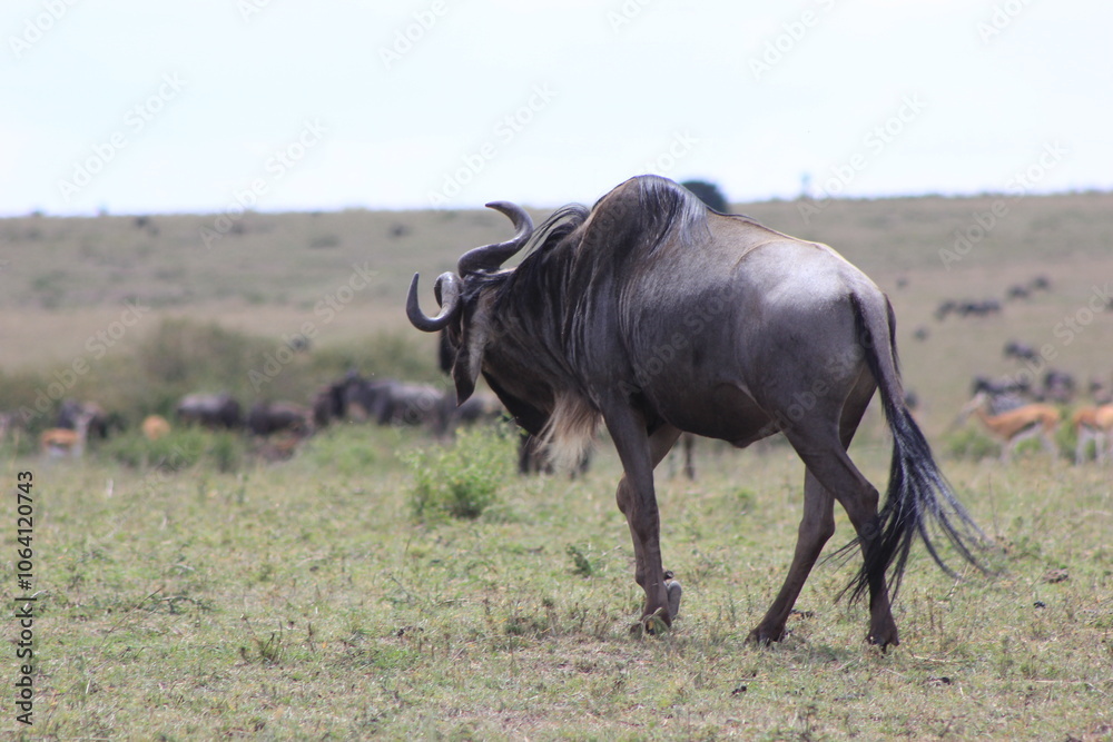 wildebeest in the savannah wildebeest in the savannah