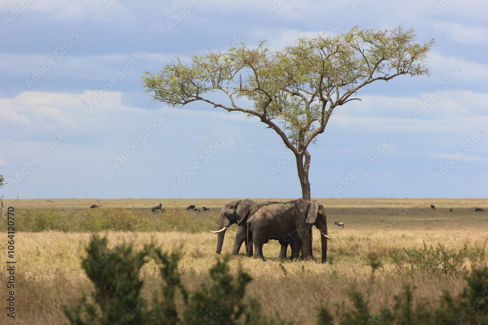 Fototapeta premium elephants in the savannah