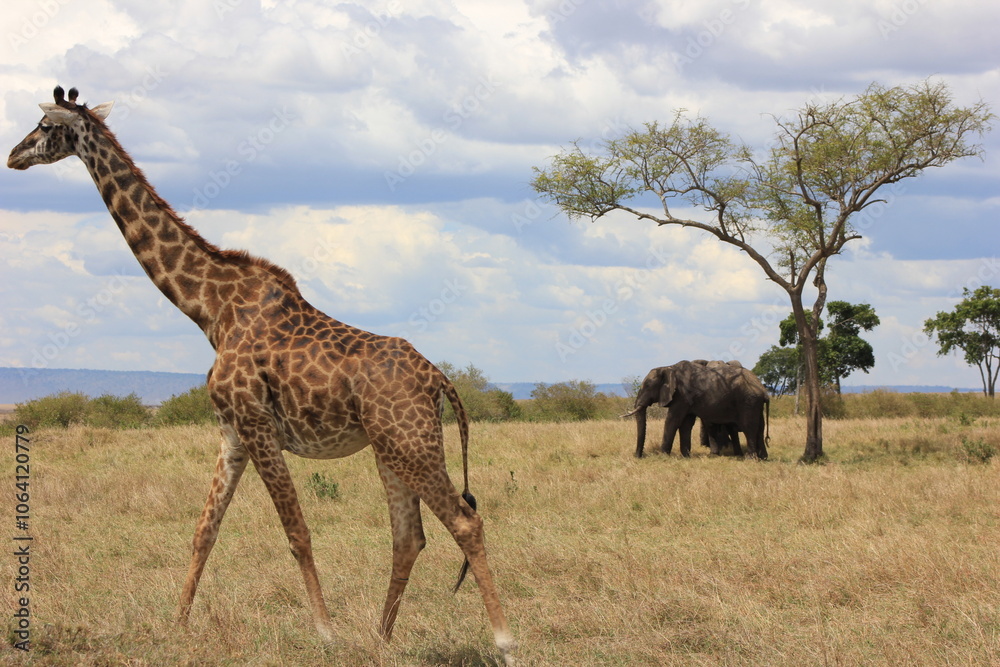 Obraz premium giraffe and elephants on the savanna in Masai Mara