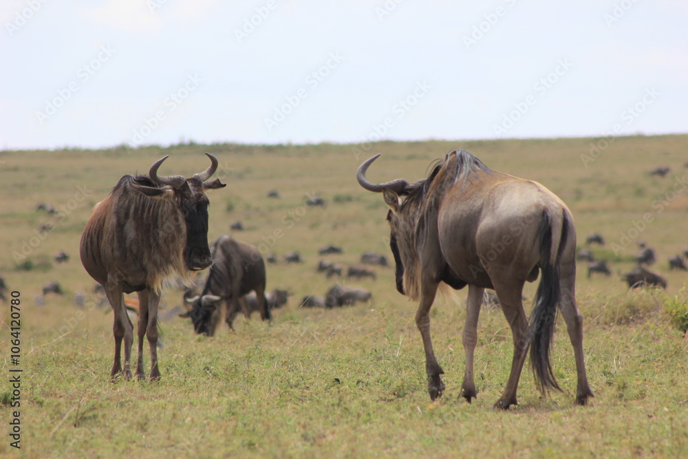 herd of wildebeest in masai mara country herd of wildebeest in masai mara country