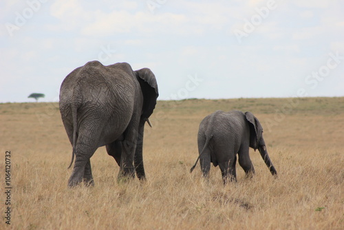 elephants in the savannah