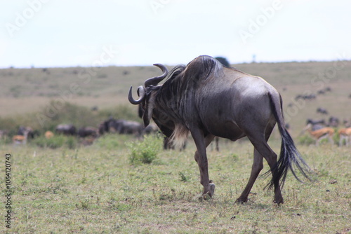 Canvas Print wildebeest in the savannah