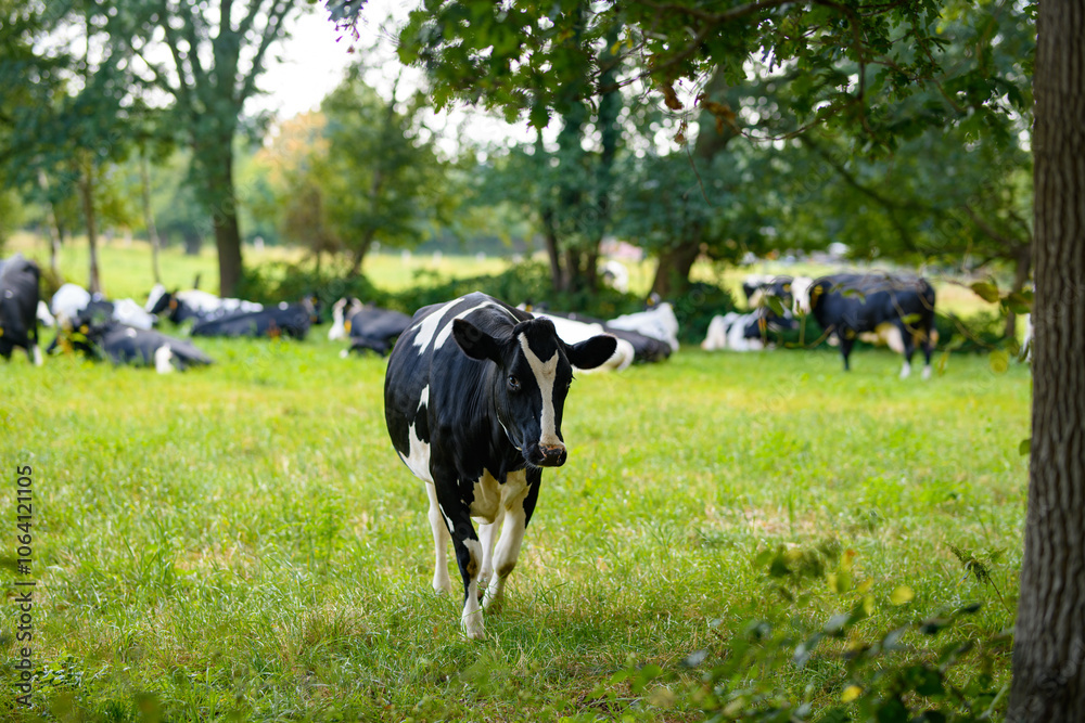 Cow gazing on green field. Countryside farm with cow. Mature cow at meadow. Cow in grassy field at farm. Cow gazing on green field. Countryside farm with cow. Mature cow at meadow. Cow in grassy field at farm.