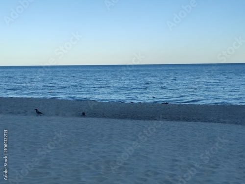 seagulls on the sea, beach and sea 