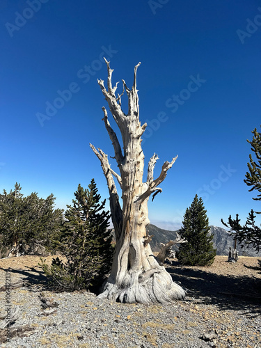 Lonely bristlecone pine