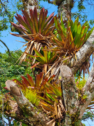 Panama, Boquete, nidularium bromeliads on the branches of a tree photo