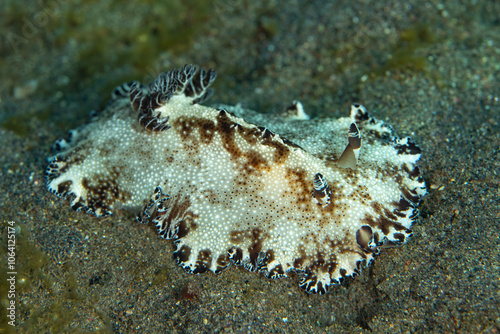 A beautiful nudibranch, Discodoris boholiensis, makes its way slowly across a sandy seafloor near Alor, Indonesia. This region is home to hundreds of nudibranch species. photo