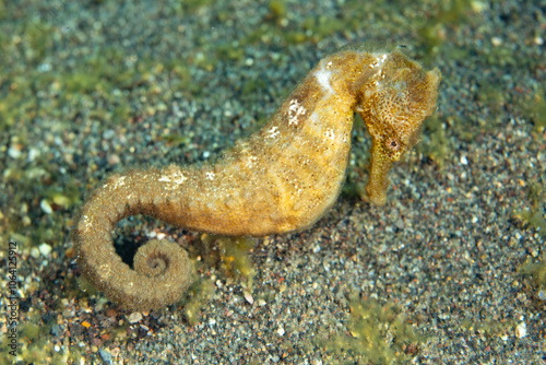 A common seahorse, also known as an estuary seahorse, Hippocampus kuda, is found on the sandy seafloor of an underwater slope near Alor, Indonesia. These fish rely on camouflage to escape predation. photo