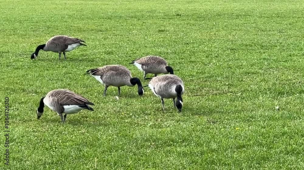 Canadian geese feeding on grass before migration south Canadian geese feeding on grass before migration south